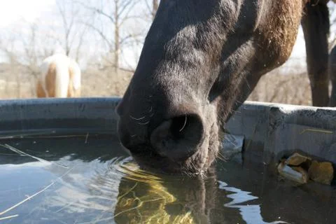 Horse drinking from a water trough Stock Photos