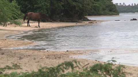 Horse drinks from beach Stock Footage 32865194