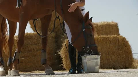 Horse Drinks Water Stock Footage 22291440