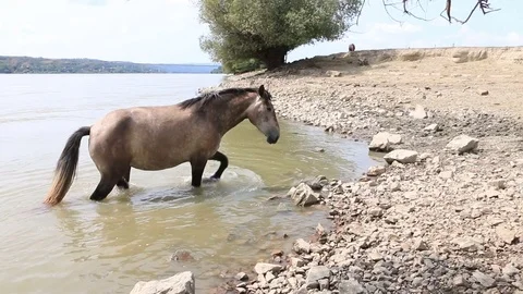 A horse drinks water Stock Footage 79149216