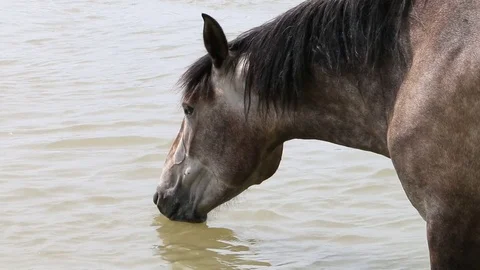 A horse drinks water Stock Footage 79150247