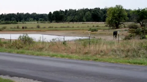 Horse drinks.mp4 Stock Footage 8850049