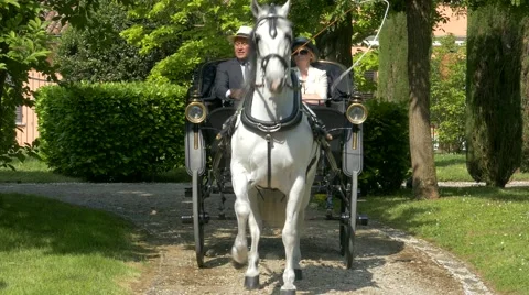 Horse driving trials. Stock Footage 50022876
