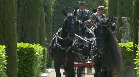 Horse driving trials. Video stock 50033663