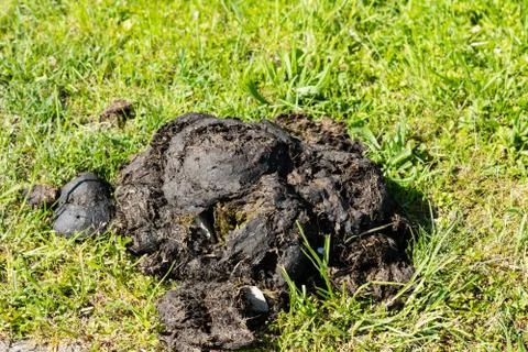Horse droppings Stock Photos