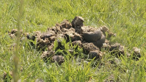 Horse dung lying in the grass Stock Footage 120131202