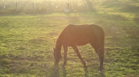 Horse during sunset Stock Footage 59005825