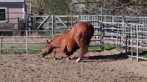 Horse dust rolling. Stock Footage 55075360