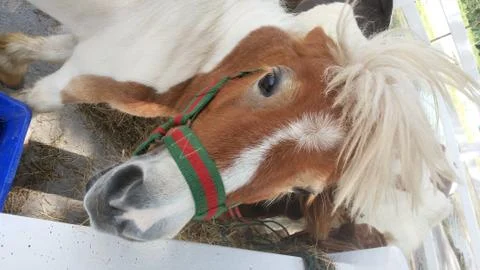 Horse Dwarf 库存照片