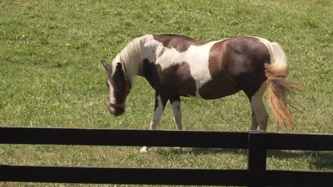 Horse E Stock Footage 94915791