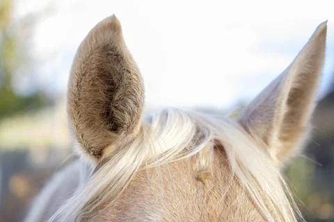 Horse Ears Stock Photos