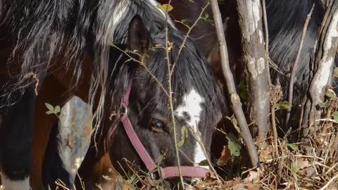Horse that eat Stock Footage 105570517