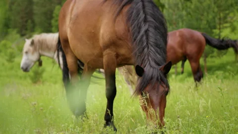Horse eat grass Stock Footage 288367285