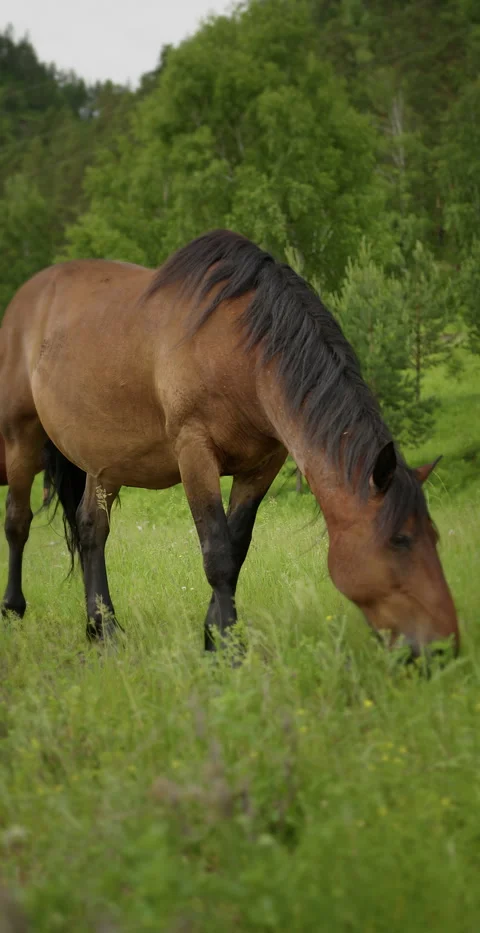 Horse eat grass Stock Footage 288367442
