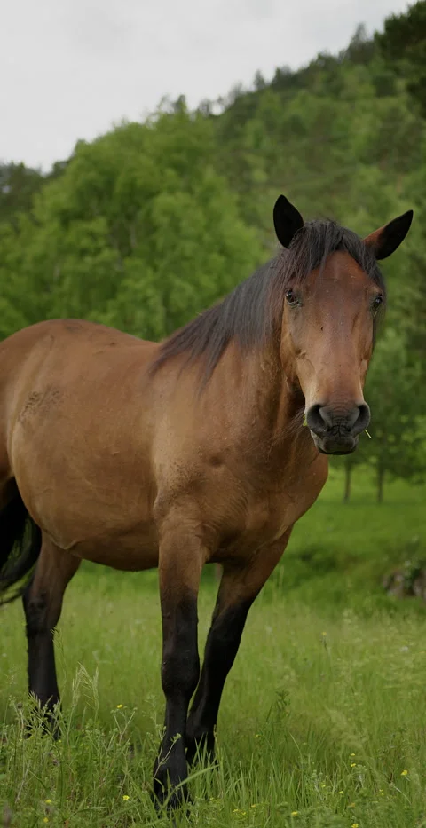 Horse eat grass Stock Footage 288367535