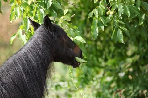 Horse eat leaves from a walnut tree. Stock Photos