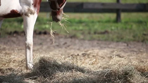 Horse  eat straw Stock Footage 68290780