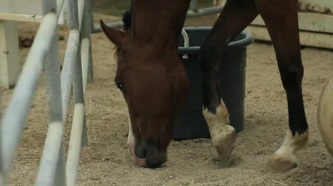 Horse eating 2 Video stock 759634