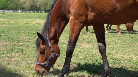 Horse eating 2 Stock Footage 301440073