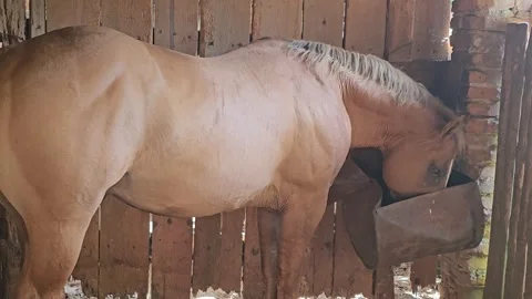 Horse Eating and Resting in a Rustic Stable Stock Footage 304704516