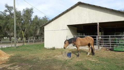 Horse Eating Barn Stock Footage 74585888