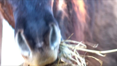 Horse eating close Stock Footage 101484765