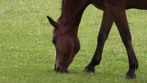 Horse Eating Closeup Video stock 78463887
