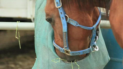 Horse eating Stock Footage 759653