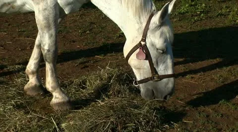 Horse eating Stock Footage 11401825