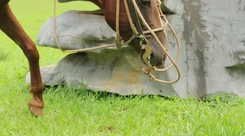 Horse eating Stock Footage 12203658