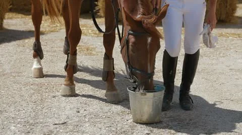 Horse Eating Vídeo Stock 22291247