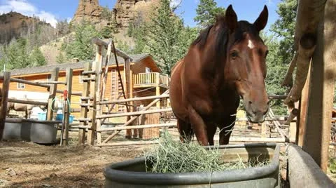 Horse Eating Stock Footage 22779721