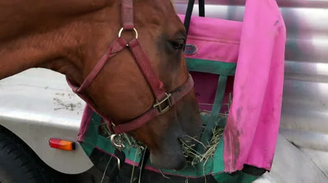 Horse eating Stock Footage 25856746