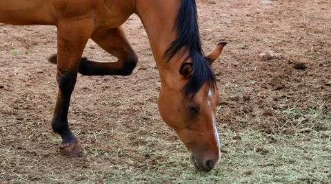 Horse eating Stock-Footage 32472618