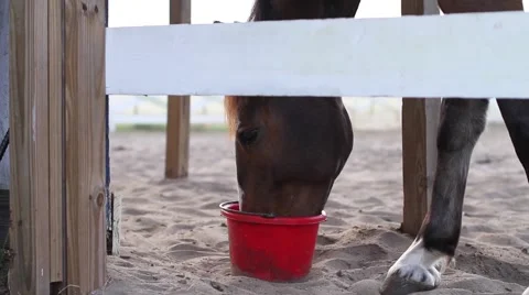 Horse eating 動画素材 40667801