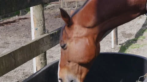 Horse eating Stock Footage 49932083