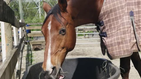 Horse eating Stock Footage 49932618