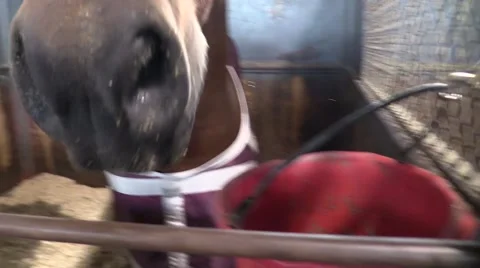 Horse Eating Stock Footage 50140595