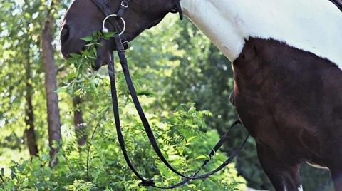 Horse eating Stock Footage 53485622