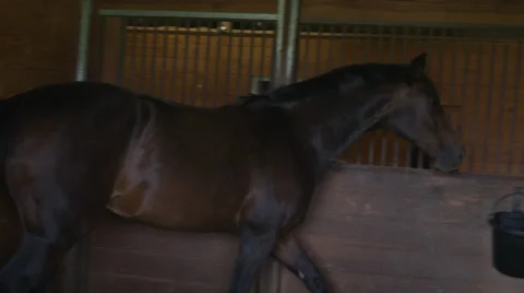 Horse Eating 動画素材 67391346