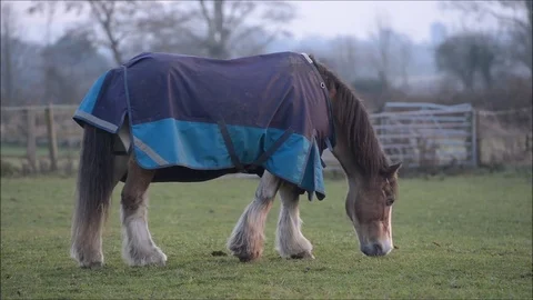 Horse eating Stock Footage 71132581