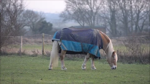 Horse eating Stock Footage 71132588