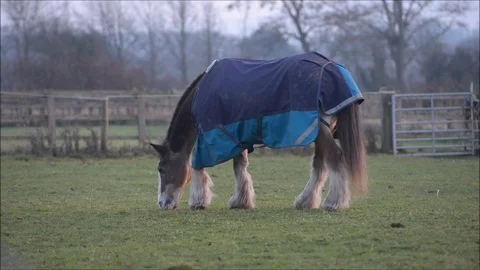Horse eating Stock Footage 71132798