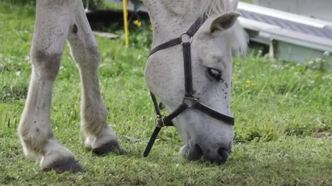 Horse eating Stock Footage 74775271