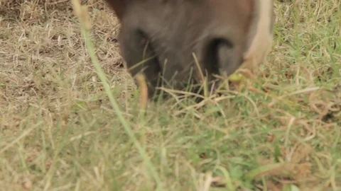 Horse eating Stock Footage 76624468