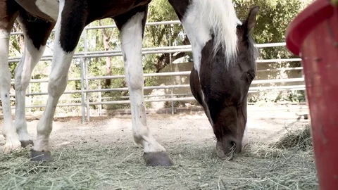 Horse Eating Video stock 79469831