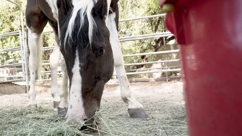Horse Eating Video stock 79470403