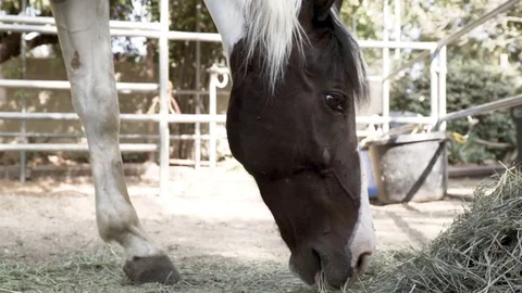 Horse Eating Video stock 79470539