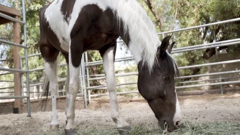 Horse Eating 動画素材 79471045