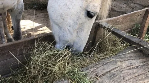 Horse eating Video stock 80503959